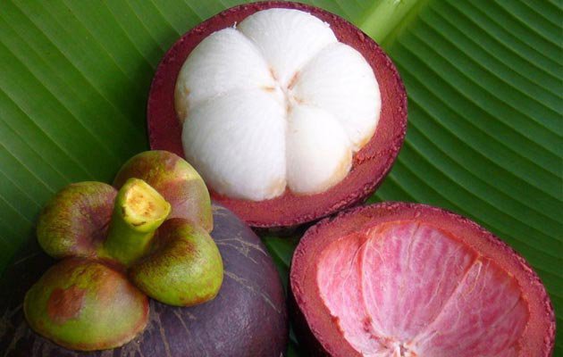 mangostan