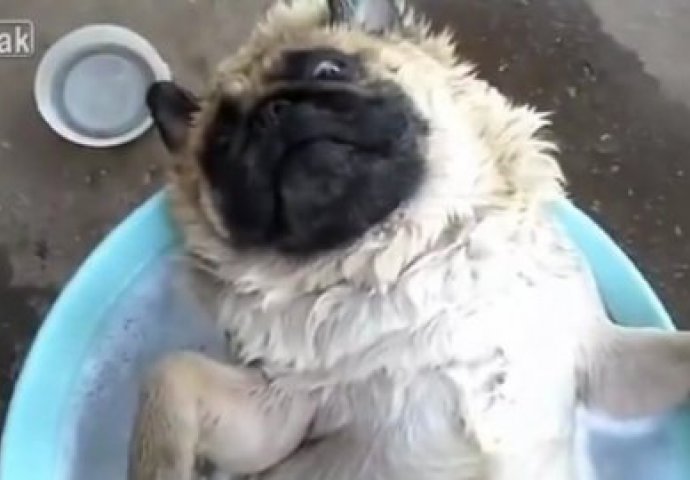 Nasmijte se od srca: Ovako se kupa pas koji obožava vodu!