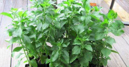 Slađa od šećera, a liječi dijabetes: Biljka koja će biti mnogo tražena