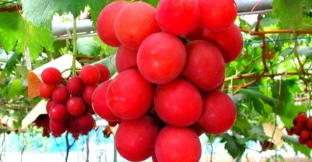 Ovo je najskuplje grožđe na svijetu