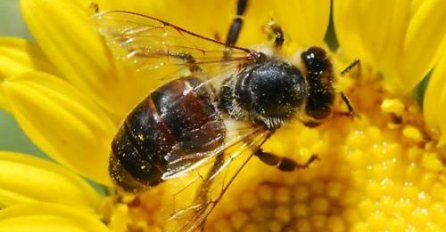 Med je najbolji lijek