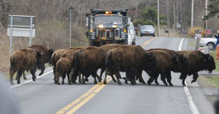 Policija u New Yorku ubila krdo bizona