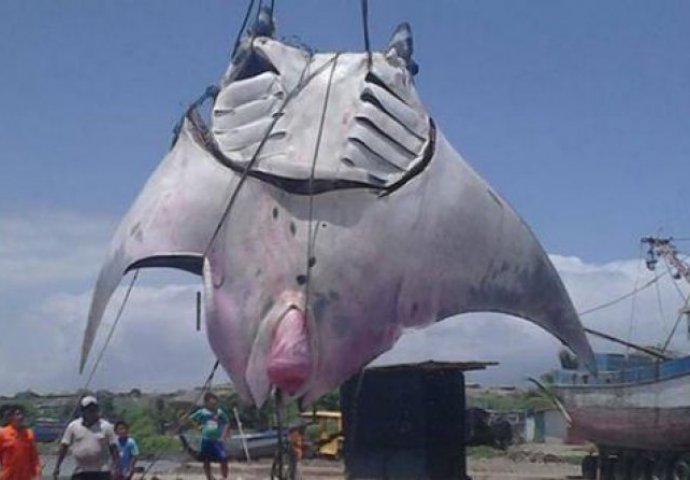 NEVIĐENI MUTANT: Na obalama Perua upecali ražu tešku čitavu tonu