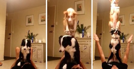 Nevjerovatne akrobacije dva psa i njihovog vlasnika