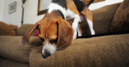 Psi su podli lukavci kad nešto žele