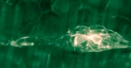 Video razvoja zebraste ribice pobjeđuje konkurenciju