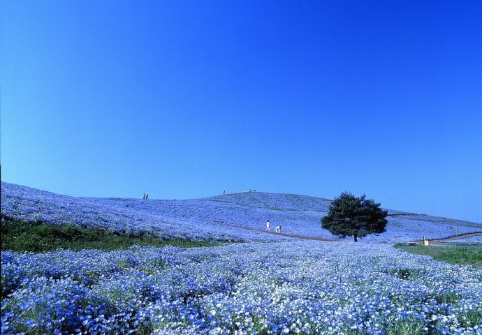 (FOTO) Ako ništa, maštu imamo: Otputujte u čarobni Hitachi Seaside Park!