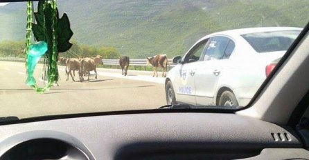 Kao na ''domaćem terenu'': Krave blokirale autoput!