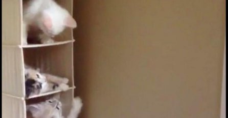 Mačji neboder: Pogledajte neodoljivu igru ovih mačića!