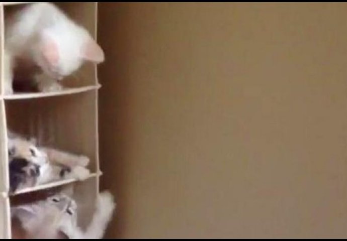 Mačji neboder: Pogledajte neodoljivu igru ovih mačića!