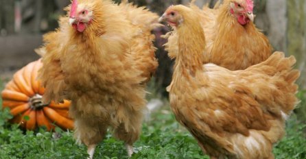 Ovaj posao je postao hit u SAD-u: Nećete vjerovati o čemu je riječ