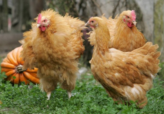 Ovaj posao je postao hit u SAD-u: Nećete vjerovati o čemu je riječ