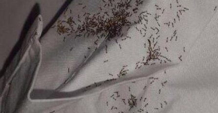 Imate mrave u kuhinji? Evo kako ih se efikasno riješiti