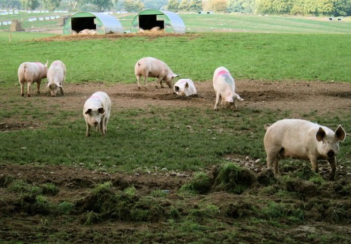 Kontroverzna ideja Šveđana: Evo šta su smislili kako bi otjerali muslimanske azilante!