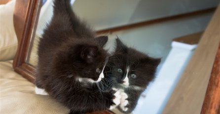 KO JE TO TAMO: Pogledajte reakciju mačića na njegov odraz u ogledalu!