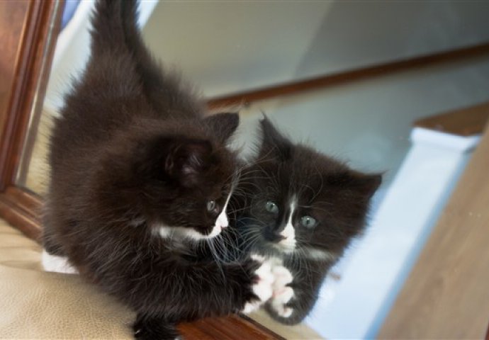 KO JE TO TAMO: Pogledajte reakciju mačića na njegov odraz u ogledalu!