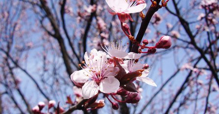 VRIJEME JE ZA BIKOVE I BLIZANCE: Ove divne osobine krase ljude rođene u mjesecu maju!
