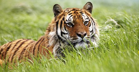 Kako nastaju spektakularni snimci životinja u divljini