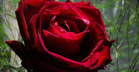 Uticaj ruže na rad hormona