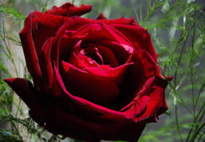 Uticaj ruže na rad hormona