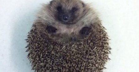 URNEBESNO: Jež pokušao pobjeći s veterinarskog pregleda, no pogledajte kako se to završilo!