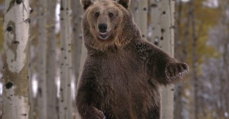 OČI U OČI SA MEDOM: Pogledajte iznenadni susret koji je nasmijao svijet!