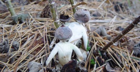 U Velikoj Britaniji pronađene gljive u obliku čovjeka