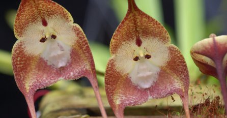 Bukete više nećete posmatrati na isti način: Ovo je najčudnije cvijeće na svijetu
