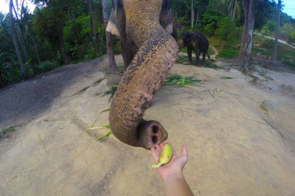 elephant-selfie3