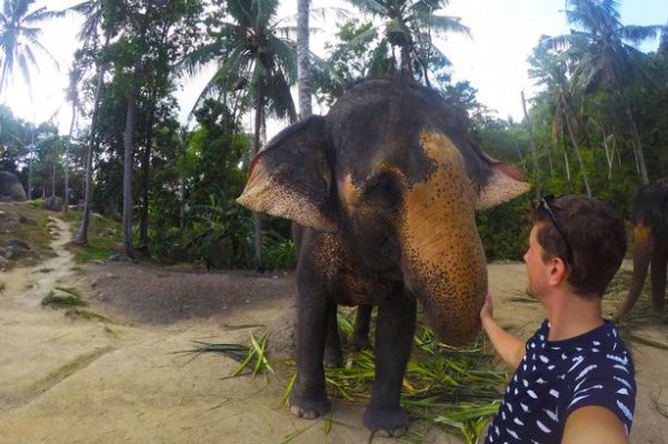 elephant-selfie2