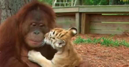 Istopit ćete se kada ih vidite: Orangutan odlučio da bude mama malim tigrovima! 