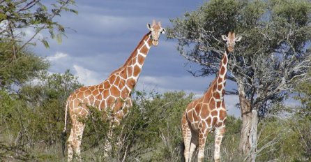 NESVAKIDAŠNJI PRIZOR: Rijetko viđene slike žirafe kako spava!