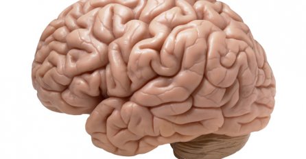 Odgovorite na jedno pitanje i saznajte koliko je vaš mozak zdrav