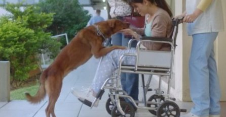 Dirljiv video o transplataciji: Pas ostaje vjeran i nakon smrti