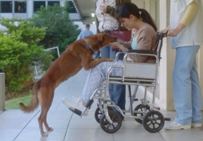 Dirljiv video o transplataciji: Pas ostaje vjeran i nakon smrti