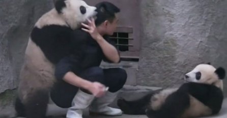 KINA: Nakon što je pokušao nahraniti drugu životinju, panda mu je uradila OVO!