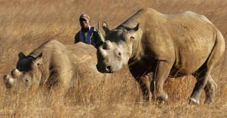 Afrički nosorozi novi američki "imigranti"?