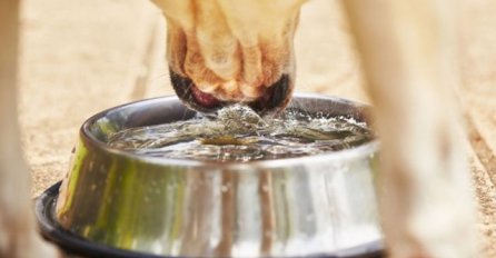 Koliko vode dnevno je potrebno psima?