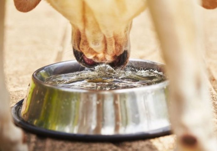 Koliko vode dnevno je potrebno psima?