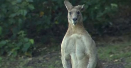 VIDEO: Džinovski nabildani kengur teroriše sve: Pojavljuje se na stazama i juri šetače pasa i igrače golfa