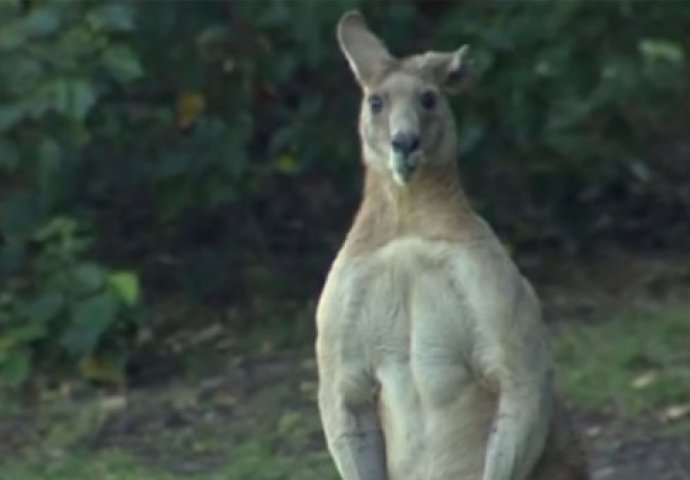 VIDEO: Džinovski nabildani kengur teroriše sve: Pojavljuje se na stazama i juri šetače pasa i igrače golfa