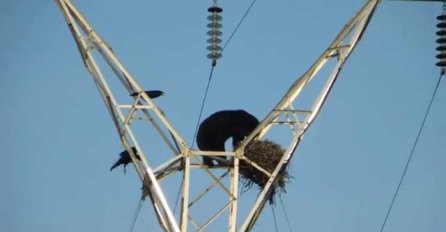 Nevjerovatno: Medvjed na dalekovodu