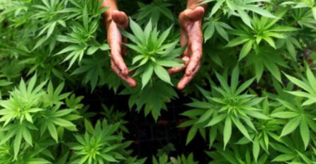 Svjetski stručnjaci: Marihuana je najkorisnija biljka na svijetu