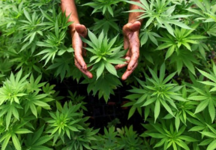 Svjetski stručnjaci: Marihuana je najkorisnija biljka na svijetu