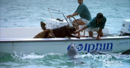 (VIDEO) Delfin se približio čamcu, ali nisu imali pojma da će uraditi OVO!