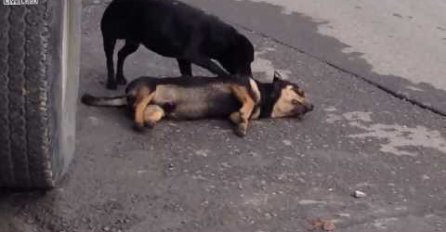 Očajni pas pokušava oživiti prijatelja!