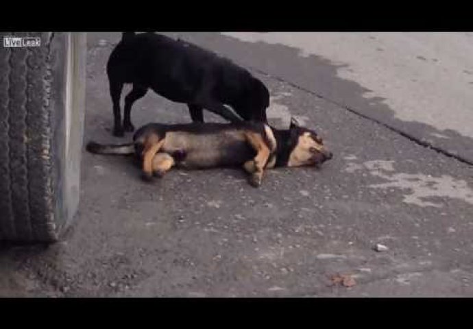 Očajni pas pokušava oživiti prijatelja!