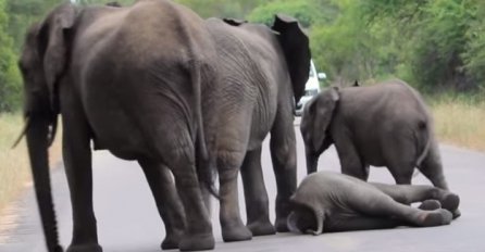 DIRLJIVI VIDEO: Slonovi nikada ne ostavljaju jedni druge