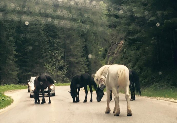 U okolini Sarajeva: STOP! Konji na putu