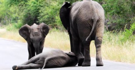 DIRLJIVO: Maleni slon se srušio na putu, a način na koji su mu roditelji pomogli je i više nego nevjerovatan!